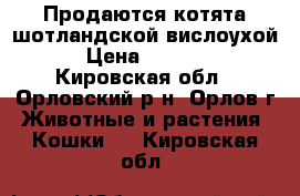 Продаются котята шотландской вислоухой › Цена ­ 3 000 - Кировская обл., Орловский р-н, Орлов г. Животные и растения » Кошки   . Кировская обл.